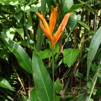 Heliconia psittacorum L.f.